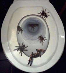 Пауки.jpg